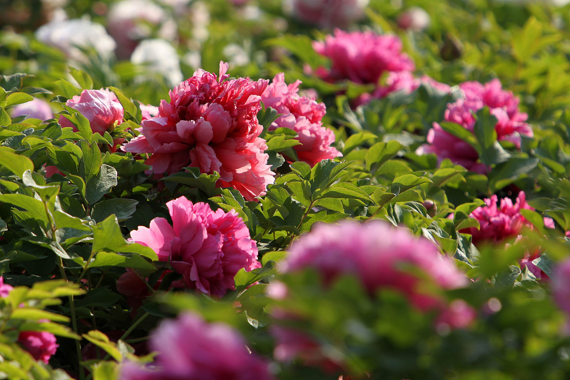 爱游戏-欧超杯倒计时；萨克拉门托国王今夜豪取连胜；细节引发关注；悬念犹存；细节决定成败的简单介绍